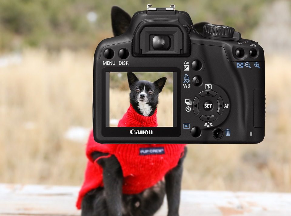 The Best Dog Camera for home - Post Thumbnail